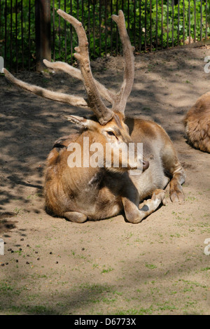 Pere Davids deer (Elaphurus davidianus), lo Zoo di Praga, Repubblica Ceca Foto Stock