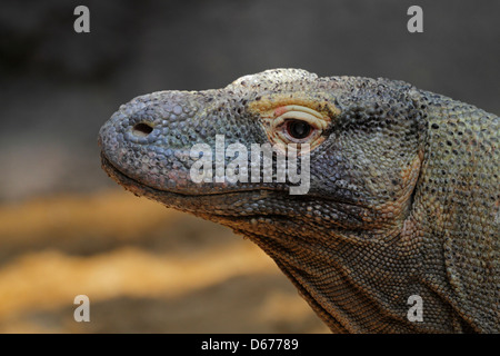 Drago di Komodo = monitor di Komodo (Varanus komodoensis), lo Zoo di Praga, Repubblica Ceca Foto Stock