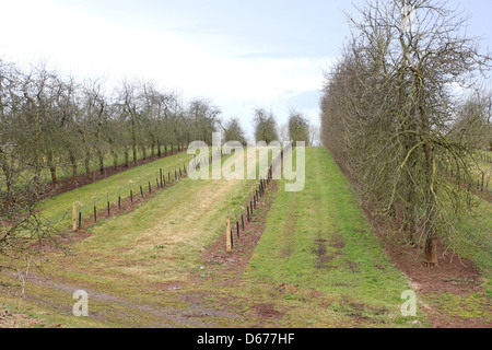 Due righe di recente piantato alberi di mele nei frutteti di sidri Thatchers fa di Sandford, Somerset, Inghilterra, Aprile 2013 Foto Stock