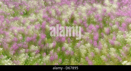 Willowherbs, epilobium, lauvsnes, flatanger kommune, nord-il trondelag fylke, Norvegia Foto Stock