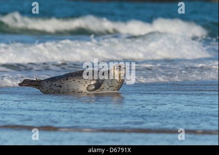 Guarnizione di tenuta del porto, Phoca vitulina, helgoland, mare del Nord Foto Stock