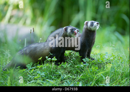 Europeo, puzzola mustela putorius, Germania Foto Stock