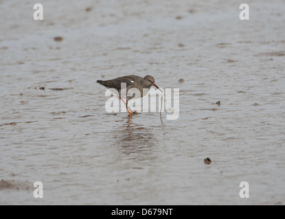 Tringa totanus - Redshank alimentando in estuario di fango con una vite senza fine Foto Stock