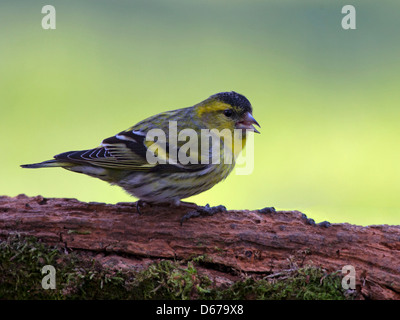 Maschio lucherino eurasiatico appollaiato sul log Foto Stock