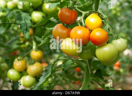 I grappoli di pomodori di maturazione in una serra. Foto Stock