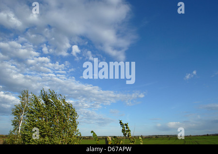 Una mano regge un fungo appena raccolto dalla foresta, che mostra la sua consistenza naturale e i toni terrosi. Questa foto evidenzia il legame tra uomo e natura durante il foraggiamento o l'esplorazione all'aperto. Foto Stock