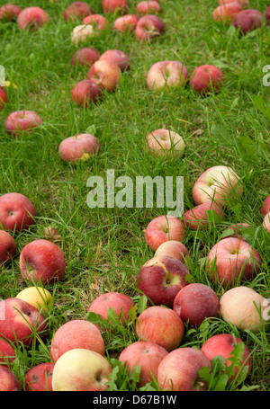 Diminuite le mele rosse in erba verde. Autunno sfondo. Foto Stock