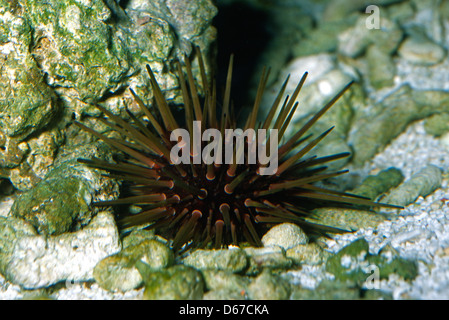 Scavando urchin, Echinometra mathaei, Echinometridae, Indo-pacifico Foto Stock