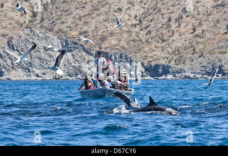 Ecotourists in skiff fotografando un delfino con i gabbiani e pelican in una frenesia off Isla Santa Catalina mare di Cortez Foto Stock