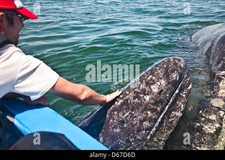 Ecoturista accarezzare un selvaggio, "amichevole" Balena Grigia, Eschrichtius robustus vitello madre whale spinge il suo vitello verso la skiff Foto Stock