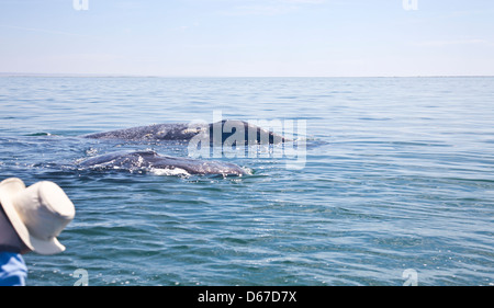 Orologi turistica un grigio / Balena Grigia, Eschrichtius robustus, madre e vitello in Laguna San Ignacio, Baja California Sur, Messico Foto Stock