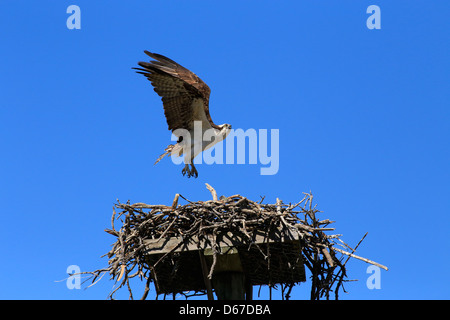 Il Falco pescatore (Pandion haliaetus), talvolta noto come il falco di mare, pesce eagle o pesce hawk, lo sbarco su un nido costruito su una piattaforma Foto Stock