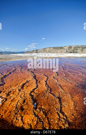 Scorre le piscine di acqua termale calda sulla terrazza principale di Mammoth molle nel Parco Nazionale di Yellowstone. Foto Stock