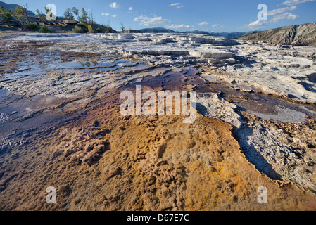 Scorre le piscine di acqua termale calda sulla terrazza principale di Mammoth molle nel Parco Nazionale di Yellowstone. Foto Stock