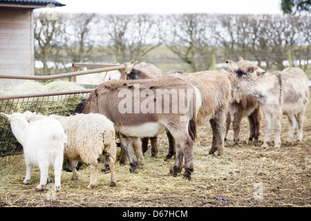 Equus africanus asinus asino di ovini e caprini di mangiare il fieno Foto Stock