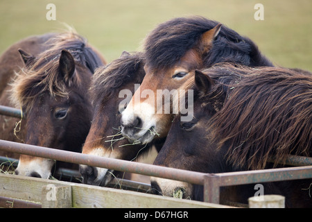 Exmoor pony mangia fieno Equus caballus ferus Foto Stock