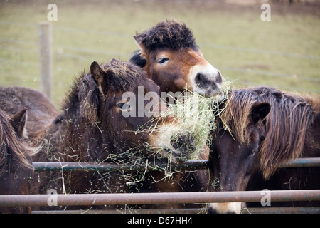 Exmoor pony mangia fieno Equus caballus ferus Foto Stock
