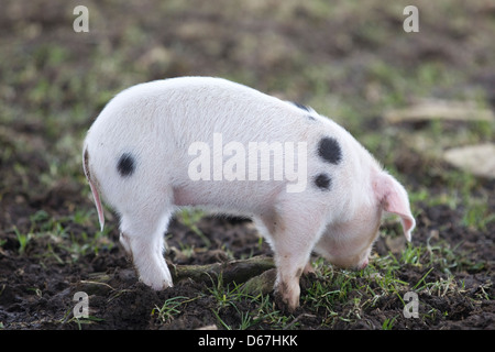 Sus scrofa domesticus Gloucestershire Old Spots Foto Stock