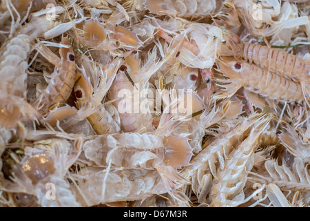 Fresh canocchie sulla vendita al mercato del sud Italia Foto Stock