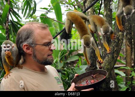 Zookeeper Sebastian Schorr alimenta scimmie scoiattolo con ciliegie dolci nel gigante sala tropicale 'Gondwanaland' alla Zoo di Lipsia in Germania, 23 giugno 2012. Gondwanaland ospita attualmente 11 scimmie della specie che vivono sulla propria isola dove si muovono liberamente tra i visitatori. La sala misura 16.500 metri quadrati ed è stato nominato dopo l antico Gondwana supercontinent in Foto Stock