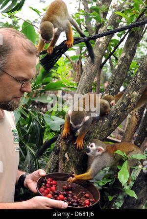 Zookeeper Sebastian Schorr alimenta scimmie scoiattolo con ciliegie dolci nel gigante sala tropicale 'Gondwanaland' alla Zoo di Lipsia in Germania, 23 giugno 2012. Gondwanaland ospita attualmente 11 scimmie della specie che vivono sulla propria isola dove si muovono liberamente tra i visitatori. La sala misura 16.500 metri quadrati ed è stato nominato dopo l antico Gondwana supercontinent in Foto Stock
