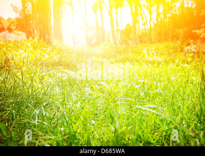 Fresco di erba verde radura con colore giallo brillante sun beam, giornata soleggiata, primavera la natura, bellissima alba nella foresta Foto Stock