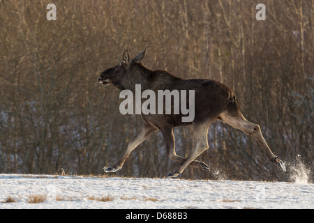 Alci svedese nella stagione invernale Foto Stock