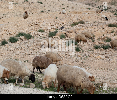 Pecore in un luogo deserto dal paese mediorientale di Giordania Foto Stock