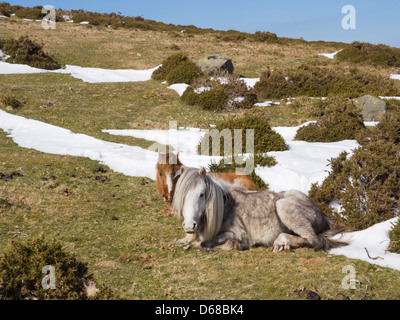 Affamati Pony selvatici gallesi montagna riposati da neve tarda primavera nel mese di aprile 2013 a Snowdonia altopiano sopra Llanfairfechan, Conwy, Galles del Nord, Regno Unito Foto Stock