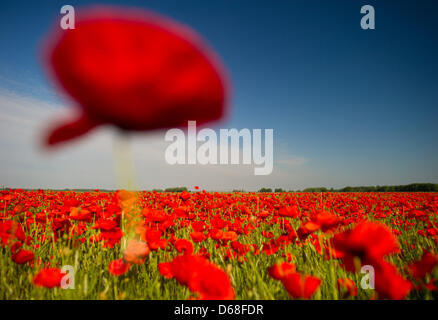 (Dpa-file) - Un file immagine datata 15 giugno 2012 mostra in fiore fiori di papavero su un campo in Trechwitz, Germania. Foto: Patrick Pleul Foto Stock