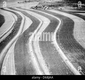 L'aratura di contorno in marrone County, Texas, circa 1938 come propugnato dal suolo statunitense servizio di conservazione Foto Stock