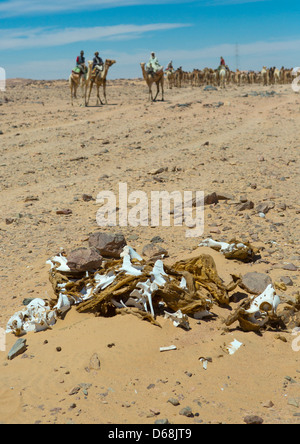 Il Cammello morto davanti a una mandria di andare in Egitto, Dongola, Sudan Foto Stock