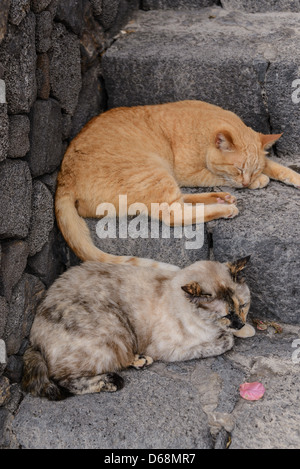 La Palma Isole Canarie - due gatti sulla roccia lavica a passi. Foto Stock