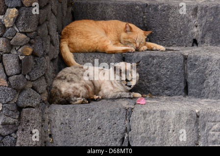 La Palma Isole Canarie - due gatti sulla roccia lavica a passi. Foto Stock