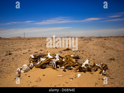 Morti di cammello, di Dongola, Sudan Foto Stock