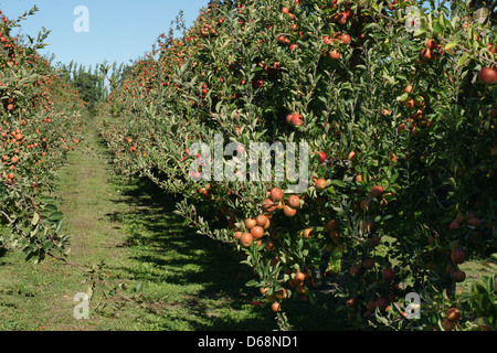 Un Braeburn meleto in Hawkes Bay Nuova Zelanda Foto Stock