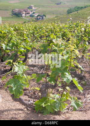 Vigne, vauxrenard, Beaujolais, RHONE, FRANCIA Foto Stock