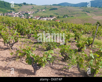 Vigne, vauxrenard, Beaujolais, RHONE, FRANCIA Foto Stock