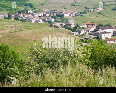 Vigne, vauxrenard, Beaujolais, RHONE, FRANCIA Foto Stock