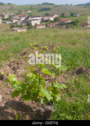 Vigne, vauxrenard, Beaujolais, RHONE, FRANCIA Foto Stock