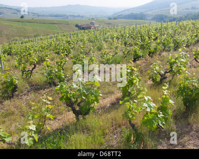 Vigne, vauxrenard, Beaujolais, RHONE, FRANCIA Foto Stock