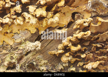 Sfondo arancione di funghi che crescono su di un registro Foto Stock