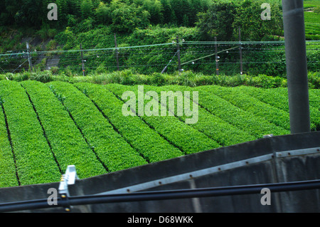 Una foto scattata nella prefettura di Shizuoka, in Giappone, conosciuta come la casa del tè. L'immagine mostra vasti campi da tè e un treno che passa attraverso il lussureggiante paesaggio verde. Foto Stock