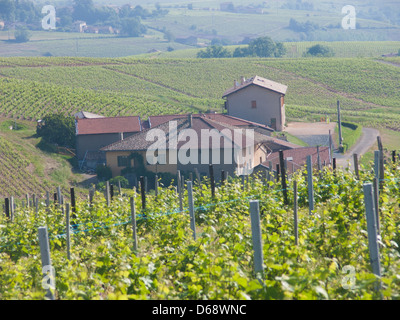 Vigne, vauxrenard, Beaujolais, RHONE, FRANCIA Foto Stock