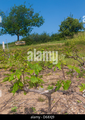 Vigne, vauxrenard, Beaujolais, RHONE, FRANCIA Foto Stock