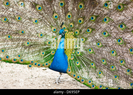 Bellissimo pavone che mostra le piume Foto Stock