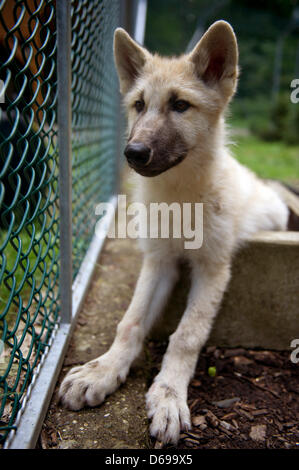 Un lupo artico cub si siede in una mangiatoia al contenitore di bisonte in Springe, Germania, 03 agosto 2012. Cinque arctic cuccioli di lupo sono state bottiglia-sollevata e verrà ora unire i timberwolves al contenitore di bison. Foto: Emily Wabitsch Foto Stock