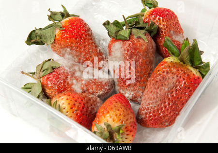 Fragole marcio in contenitore di plastica Foto Stock