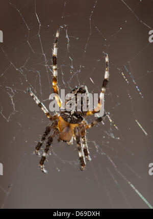 Un giardino europeo spider siede sulla sua rete in Eichwalde, Germania, 06 agosto 2012. Foto: Tim Brakemeier Foto Stock