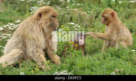 Tre Barbary macachi, due adulti e un giovane, sedersi in un involucro allo zoo di Erfurt, Germania, 08 agosto 2012. La piccola scimmia era nato il 27 luglio 2012 del peso di 450 grammi e aveva sottile pelo nero, più di trenta Barbary macachi vivono allo zoo di Erfurt. Essi sono nativi in Africa settentrionale e sono considerati una specie in via di estinzione. Foto: MARTIN SCHUTT Foto Stock